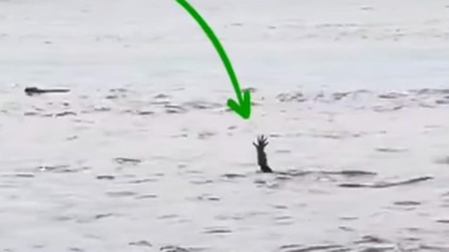 Heboh Buaya di Australia Ikutan Pura-pura Tenggelam Mirip di Kalimantan