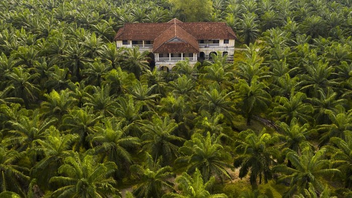 Perkebunan kelapa sawit
