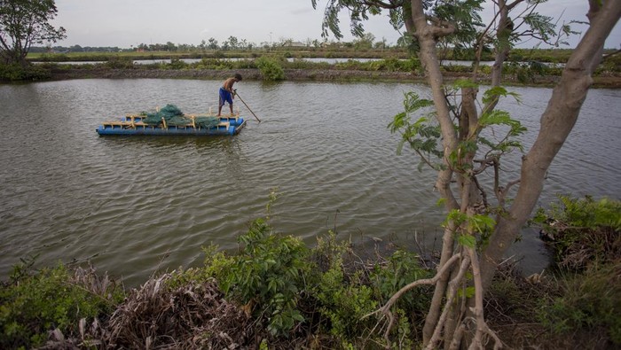 Potret Tambak Mati yang Mau Disulap Jadi Pabrik Suasana lahan tambak yang terbengkalai di desa Pabean udik, Indramayu, Jawa Barat, Jumat (10/1/2025). Kementerian Kelautan dan Perikanan (KKP) bersama Kementerian Kehutanan (Kemenhut) berencana merevitalisasi area tambak seluas 78.550 hektar di Pantai Utara (Pantura) Jawa yang terbengkalai untuk dijadikan kawasan budidaya perikanan serta pabrik pengolahan perikanan untuk mendukung swasembada pangan. ANTARA FOTO/Dedhez Anggara/foc.