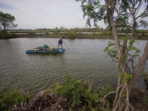 Revitalisasi 20 Ribu Ha Tambak di Pantura Buka Lapangan Kerja 119.100 Orang