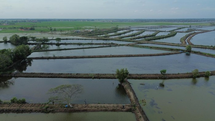 Potret Tambak Mati yang Mau Disulap Jadi Pabrik Suasana lahan tambak yang terbengkalai di desa Pabean udik, Indramayu, Jawa Barat, Jumat (10/1/2025). Kementerian Kelautan dan Perikanan (KKP) bersama Kementerian Kehutanan (Kemenhut) berencana merevitalisasi area tambak seluas 78.550 hektar di Pantai Utara (Pantura) Jawa yang terbengkalai untuk dijadikan kawasan budidaya perikanan serta pabrik pengolahan perikanan untuk mendukung swasembada pangan. ANTARA FOTO/Dedhez Anggara/foc.