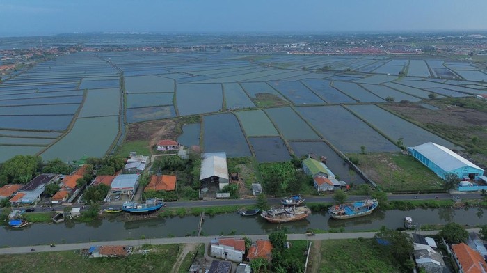 Potret Tambak Mati yang Mau Disulap Jadi Pabrik Suasana lahan tambak yang terbengkalai di desa Pabean udik, Indramayu, Jawa Barat, Jumat (10/1/2025). Kementerian Kelautan dan Perikanan (KKP) bersama Kementerian Kehutanan (Kemenhut) berencana merevitalisasi area tambak seluas 78.550 hektar di Pantai Utara (Pantura) Jawa yang terbengkalai untuk dijadikan kawasan budidaya perikanan serta pabrik pengolahan perikanan untuk mendukung swasembada pangan. ANTARA FOTO/Dedhez Anggara/foc.