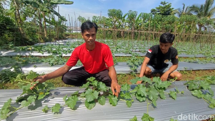 Rifki seorang petani muda di Ciamis sedang merawat tanaman timun suri di lahannya.