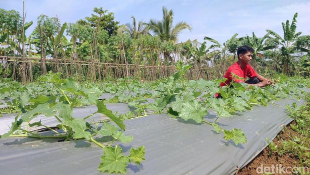 Rifki seorang petani muda di Ciamis sedang merawat tanaman timun suri di lahannya.