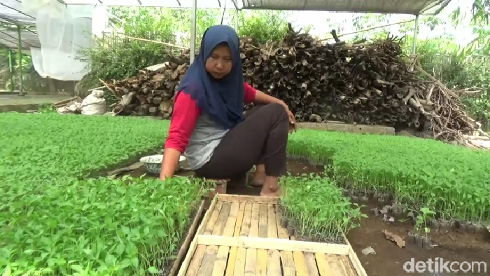Usaha semai bibit di Lumajang