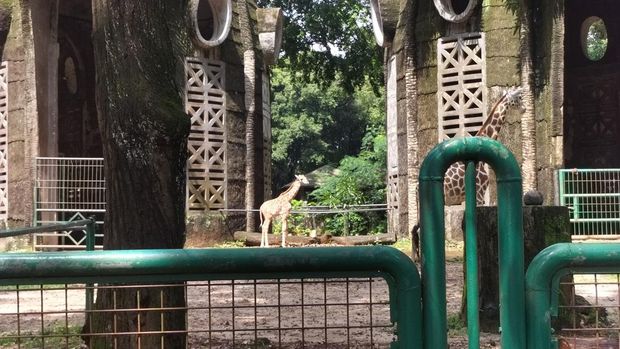 Bayi jerapah Rajaka di Taman Margasatwa Ragunan