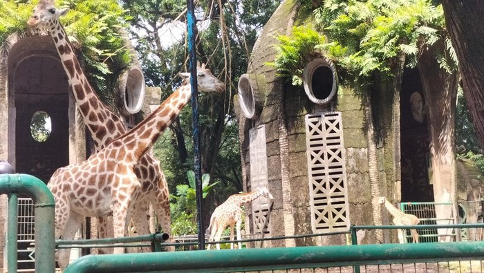 Bayi jerapah Rajaka di Taman Margasatwa Ragunan