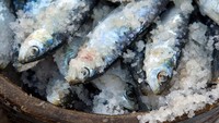 Ikan juga bisa diawetkan dengan cara digarami. Nantinya sebelum dimasak, bisa direndam ke air tawar untuk mengurangi kandungan garamnya. Foto: Stars Insider