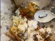 Beli Nasi Ikan Teri, Pelanggan Ini Dapat Bonus Lauk Kuda Laut