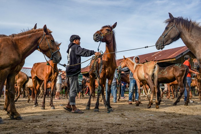 Pedagang memajang kuda saat menawarkan kepada pembeli di Pasar Hewan Tolo, Kecamatan Kelara, Kabupaten Jeneponto, Sulawesi Selatan, Sabtu (11/1/2025). Kuda yang diperjualbelikan di pasar tersebut berjenis kuda poni Sandel (Sandelwood pony) yang beras