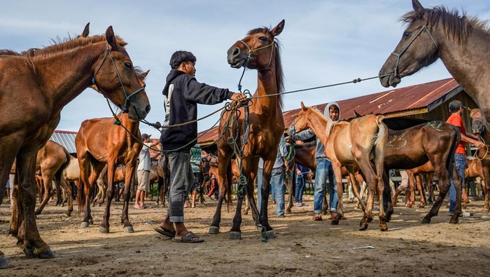 Pedagang memajang kuda saat menawarkan kepada pembeli di Pasar Hewan Tolo, Kecamatan Kelara, Kabupaten Jeneponto, Sulawesi Selatan, Sabtu (11/1/2025). Kuda yang diperjualbelikan di pasar tersebut berjenis kuda poni Sandel (Sandelwood pony) yang berasal dari Nusa Tenggara Timur dan Nusa Tenggara Barat yang dijual dengan harga berkisar Rp10 - Rp35 juta per ekor. ANTARA FOTO/Hasrul Said/agr