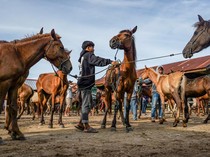 Geliat Pasar Kuda di Jeneponto