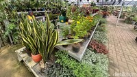 Bagi ibu-ibu pencinta tanaman bisa borong aneka tanaman hias di sini. Tersedia juga berbagai alat dan bahan berkebun.