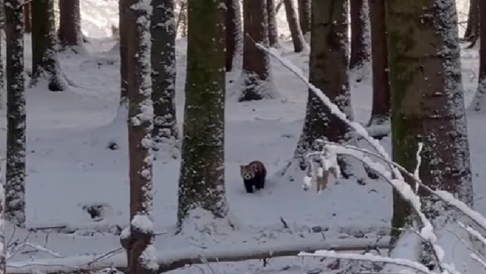 Panda merah lepas dari kebun binatang di tengah badai salju