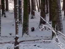Panda Merah Kabur dari Kebun Binatang Saat Badai Salju