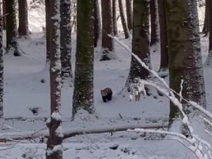 Panda Merah Kabur dari Kebun Binatang Saat Badai Salju