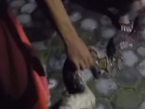 Ular Sanca Mangsa Ayam Hebohkan Acara Tahlilan Warga Pandowoharjo Sleman