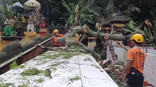 Petugas BPBD Karangasem saat mengevakuasi pohon tumbang, Sabtu (11/1/2025). (Foto: Dok. BPBD Karangasem)