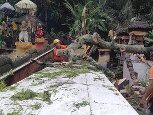 Hujan Angin, Pohon Tumbang Timpa Rumah-Pura di Karangasem