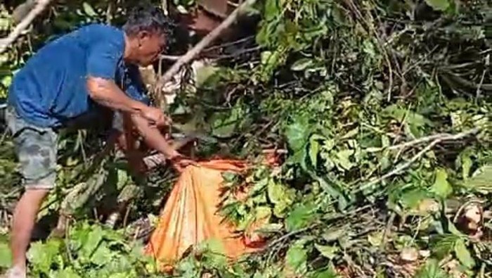 Enam orang tukang senso di Kabupaten Pohuwato, Gorontalo, tewas tertimpa pohon tumbang saat berteduh di sebuah pondok di dalam hutan.