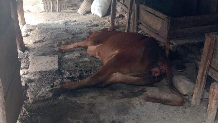 Puluhan sapi di Bojonegoro ditemukan mati mendadak