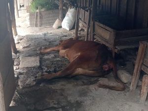 Puluhan Sapi di Bojonegoro Mati dengan Gejala PMK