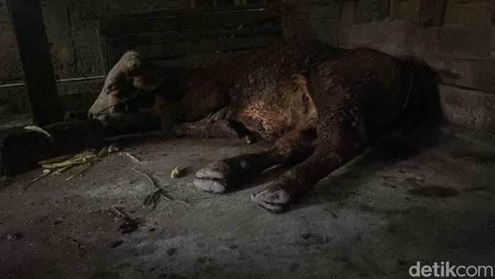Sapi warga di Bojonegoro yang sakit