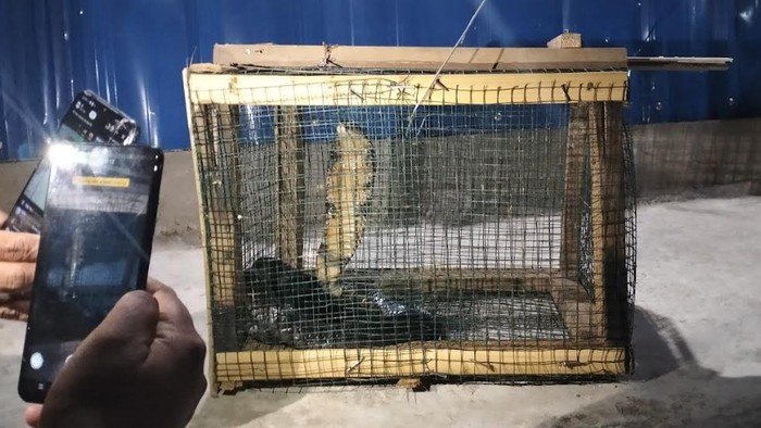 Ular kobra sepanjang 2 meter nyelonong masuk ke rumah warga.