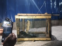 Ular Kobra 2 Meter Nyelonong Masuk Rumah di Gorontalo, Warga Kocar-kacir