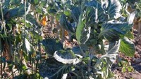 Brussel sprouts atau kubis brussel juga tumbuh dari tanaman berdaun hijau dengan diameter sekitar 2,5 sampai 4 cm. Tumbuh berkelompok dengan ukuran yang kecil-kecil. Foto: Onganically Human