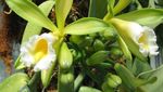 Wow! Begini Ternyata Bentuk Tanaman Biji Wijen hingga Saffron