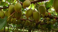 Tidak seperti bentuk buah matang yang kulitnya warna cokelat, kiwi berasal dari bunga yang menggantung di tanaman merambat dan diawali dengan kulit buah berwarna hijau. Foto: Onganically Human