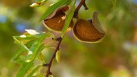 Siapa sangka kacang almond berasal dari pohon berbunga. Bunga-bunga kecil ini berubah jadi polong dan di dalam polong itulah terdapat kacang almond yang kita kenal. Menarik ya? Foto: Onganically Human