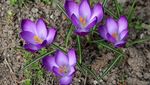 Wow! Begini Ternyata Bentuk Tanaman Biji Wijen hingga Saffron