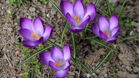 Kaya akan manfaat dan harganya relatif mahal, Saffron berasal dari bunga ungu cerah yang indah seperti ini. Saffron pun muncul dari bagian tengah bunga tersebut. Foto: Onganically Human