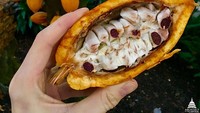 Kakao yang menjadi bahan dasar cokelat juga berasal dari pohon kakao seperti ini. Pohon tersebut menghasilkan buah yang terdapat biji kakao di dalamnya. Foto: Onganically Human
