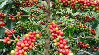 Bukan rahasia umum lagi jika kopi berasal dari buah mirip seperti cherry berwarna cerah. Lalu biji dari tanaman tersebut diolah menjadi kopi yang digemari banyak orang saat ini. Foto: Onganically Human
