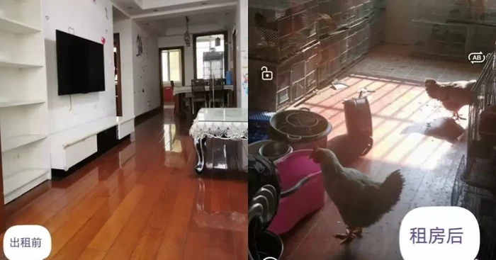 Apartemen berubah jadi kandang ayam usai disewa
