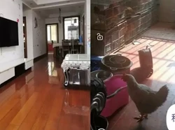 Viral Foto Apartemen Berubah Jadi Kandang Ayam Usai Disewa, Rusak Parah