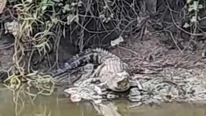Buaya besar yang muncul di Sungai Wonorejo Surabaya dekat rumah warga.