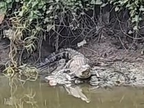 Buaya Berkeliaran di Sungai Surabaya
