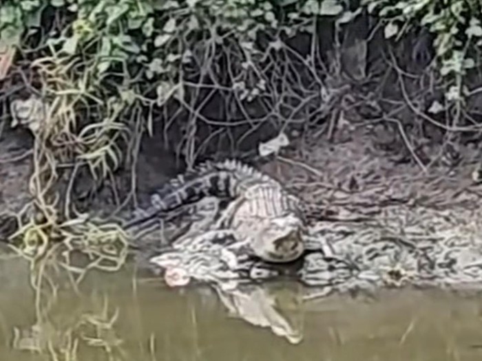 Buaya besar yang muncul di Sungai Wonorejo Surabaya dekat rumah warga.