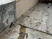 Alasan Kaki Seribu Serbu Rumah Saat Musim Hujan