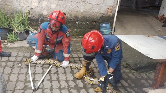 Pemadam Kebakaran (Damkar) Jakarta Timur (Jaktim) mengevakuasi ular sanca sepanjang 3,5 meter di Cakung, Jakarta Timur. (dok istimewa).