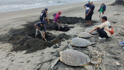 Penguburan bangkai penyu selundupan di pesisir Pantai Desa Perancak, Kecamatan Jembrana, Kabupaten Jembrana, Bali, Minggu (12/1/2025). (I Putu Adi Budiastrawan/detikBali)