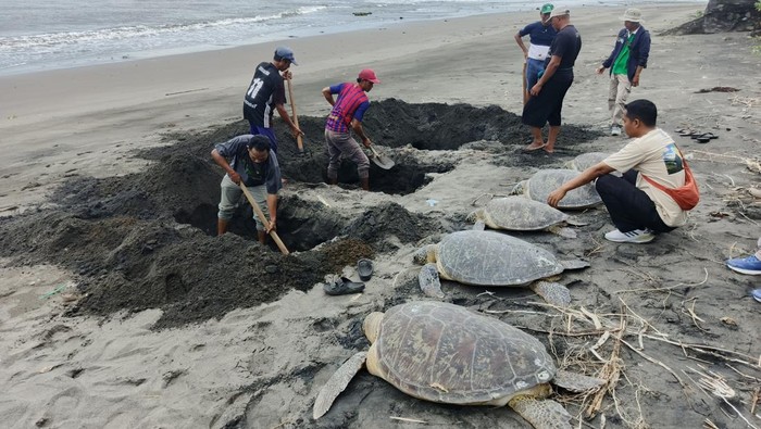 Penguburan bangkai penyu selundupan di pesisir Pantai Desa Perancak, Kecamatan Jembrana, Kabupaten Jembrana, Bali, Minggu (12/1/2025). (I Putu Adi Budiastrawan/detikBali)