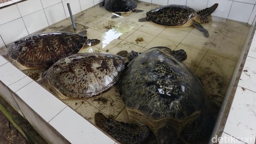 Penyu hijau yang hendak diselundupkan ke Bali, Minggu (12/1/2025). (I Putu Adi Budiastrawan/detikBali)