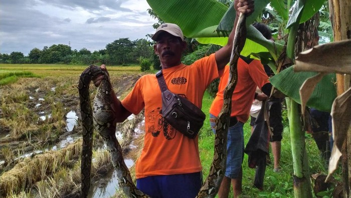Ular piton ditangkap tim RCTD di Desa Demangan, Kecamatan Karangdowo, Klaten.