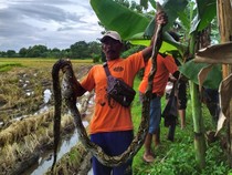 Telan Ayam Warga, Piton Panjang 3,5 Meter Ditangkap di Demangan Klaten
