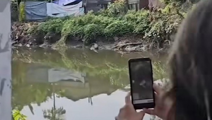 Viral video warga Sungai Wonorejo, Rungkut, Surabaya mengabadikan buaya besar yang muncul.